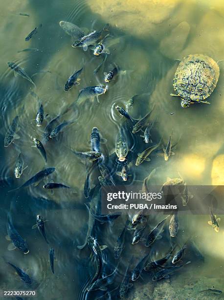 Drippy Turtle 110 Dripping Turtle Stock Photos, High-Res Pictures, and Images - Getty ...