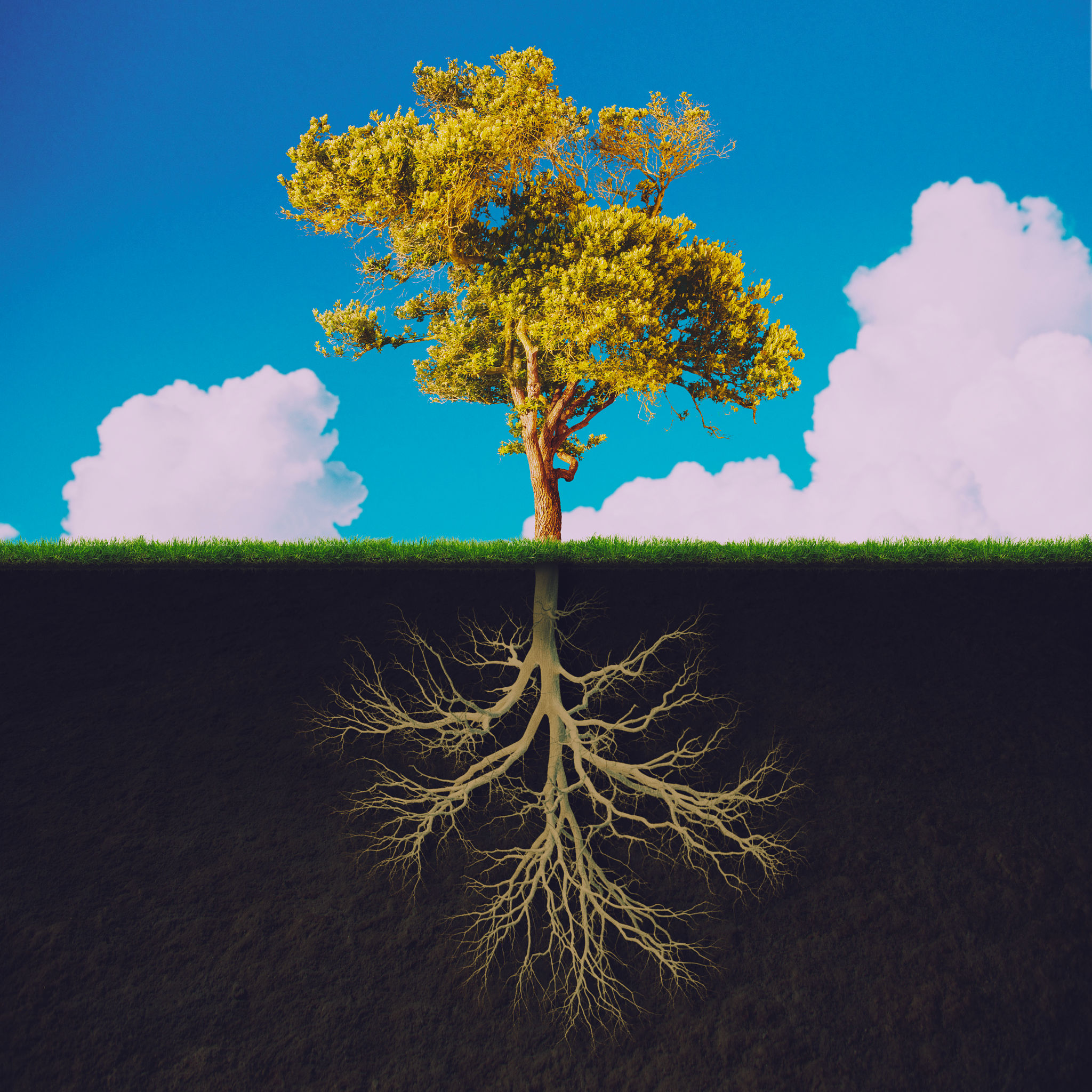 tree roots