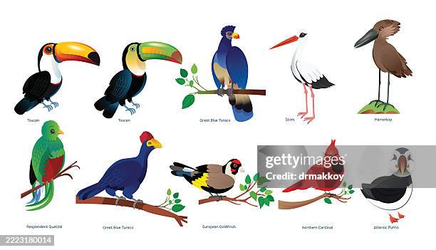 exotic and songbirds of the world - resplendent quetzal stock illustrations