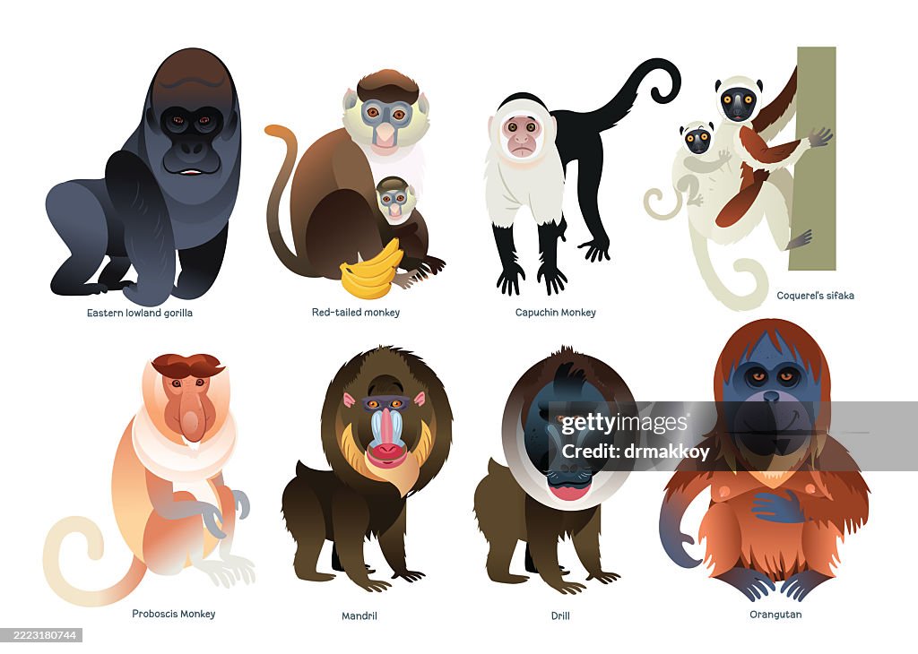 Primates of the World