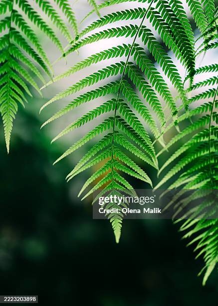 close-up of vibrant fern leaf branch in natural greenery surroundings - frond stock pictures, royalty-free photos & images