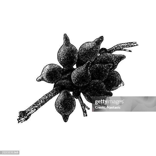 cuttlefish eggs - cuttlefish hatching stock illustrations