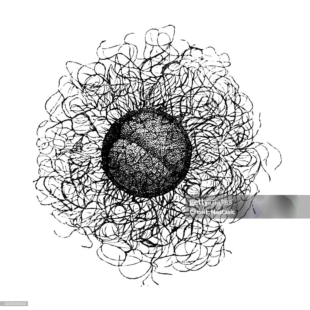 The "egg of Belone" refers to the eggs of the garfish, scientifically known as Belone belone