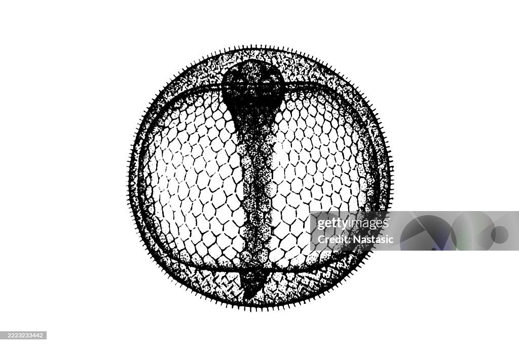 The eggs of the stargazer fish (Uranoscopus)