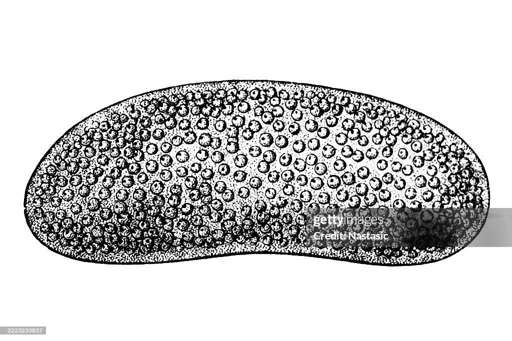 The term "spawn of Fierasfer" refers to the larval or juvenile forms of the fish species Fierasfer, also known as Echiodon, or the related genus Lycodapus