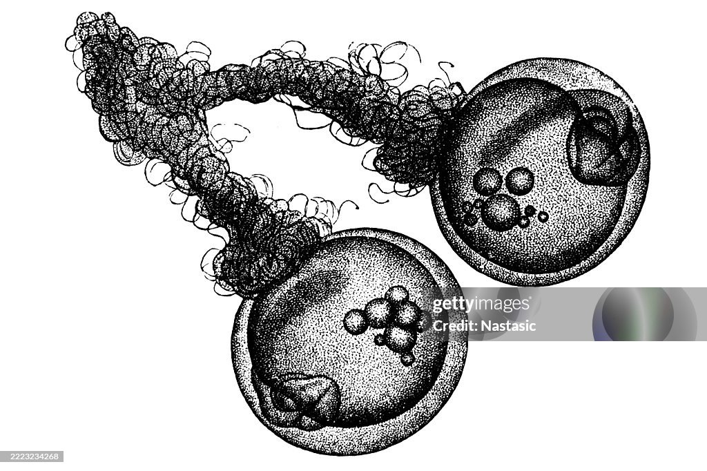 Eggs of the frog species Proceratophrys cristiceps and the fish species Cristiceps argyropleura