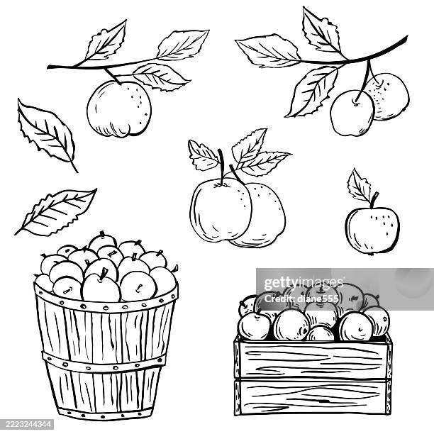 fall apple harvest line art - apple tree stock illustrations