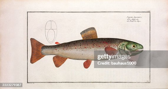 Elpine Fish Fruit Of The Alps Alpine Fish Fish Handcolored Engraving Of The Natural ...