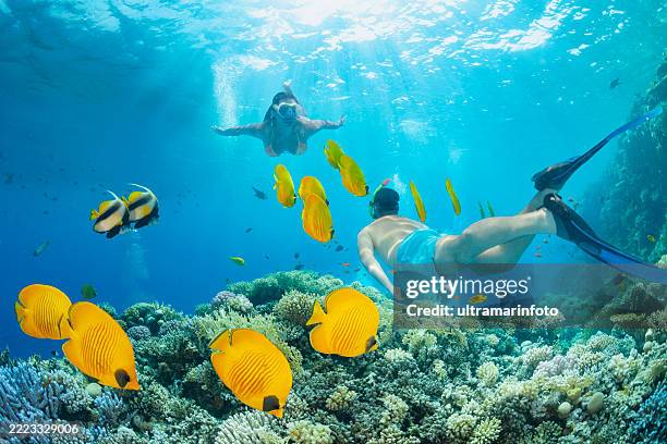 snorkeling young women and men swimming with school of fish masked butterflyfish and couple of bannerfish underwater photo coral sea life - butterflyfish stock pictures, royalty-free photos & images