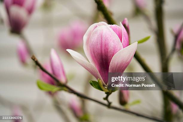 close up of beautiful pink and white magnolia bloom on branch - petal stock pictures, royalty-free photos & images