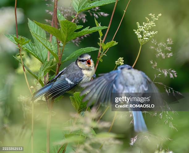 bluetit mom feeding the chick, oslo norway - bluetit stock pictures, royalty-free photos & images