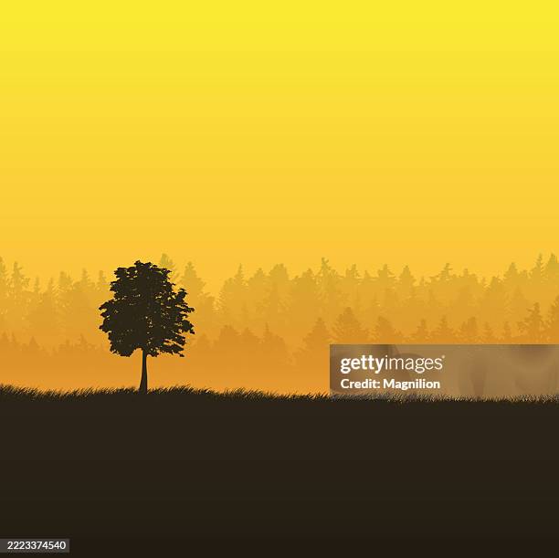 sunset forest landscape with tree silhouette and warm yellow orange sky, vector illustration - single tree stock illustrations