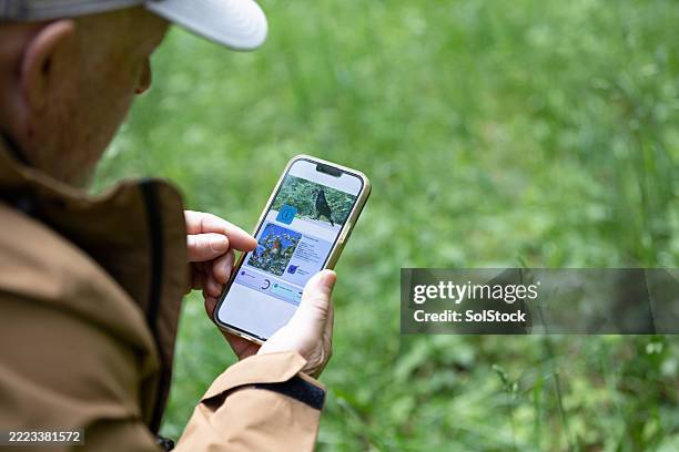 using a bird watching app - bird watching stock pictures, royalty-free photos & images