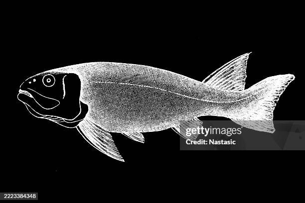 fossils from the paleozoic era ,acanthodes (fish) - fish skeleton stock illustrations