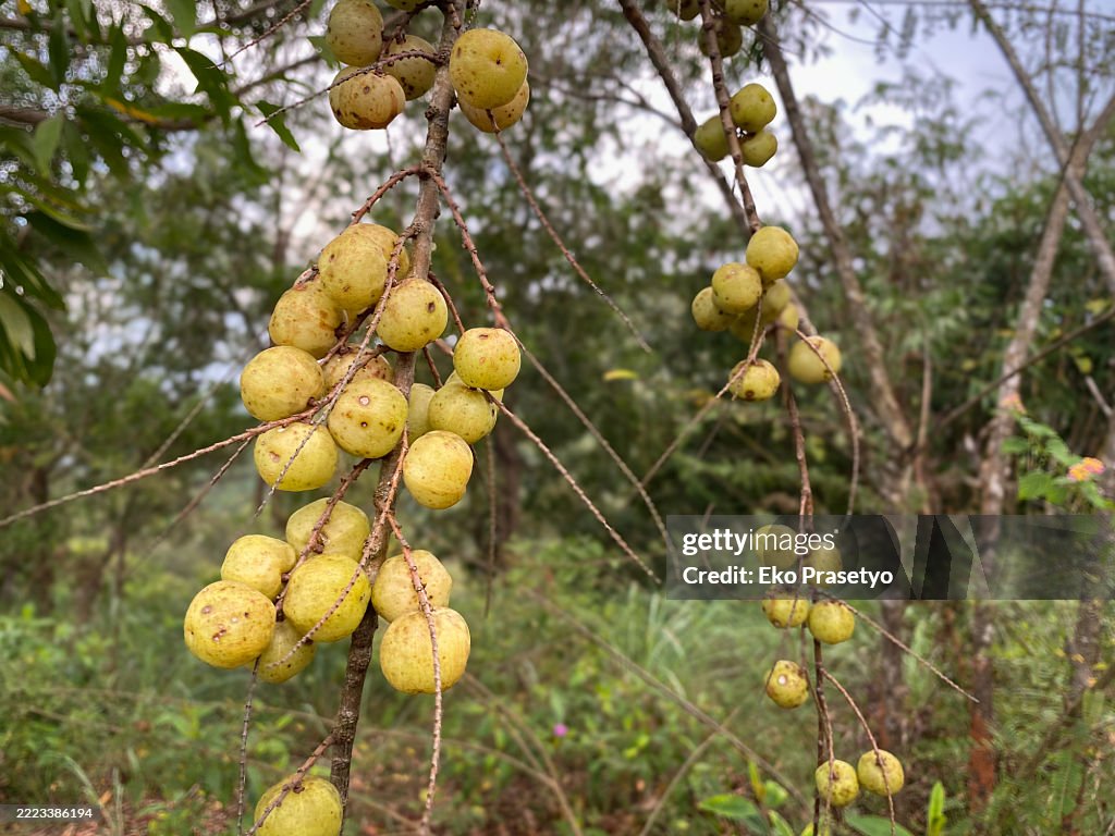 Indian gooseberry fruit or commonly called Malacca fruit ripens on the tree