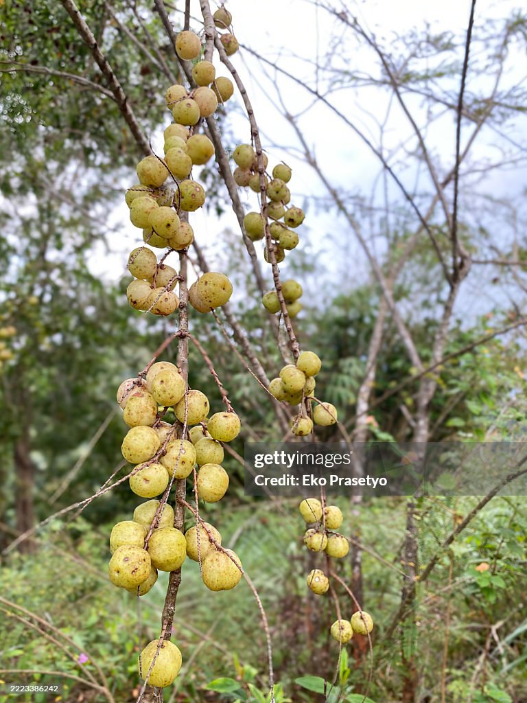 Indian gooseberry fruit or commonly called Malacca fruit ripens on the tree