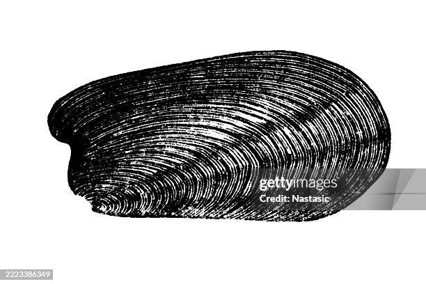 ilustrações de stock, clip art, desenhos animados e ícones de pleurophorus costatus - siluriano