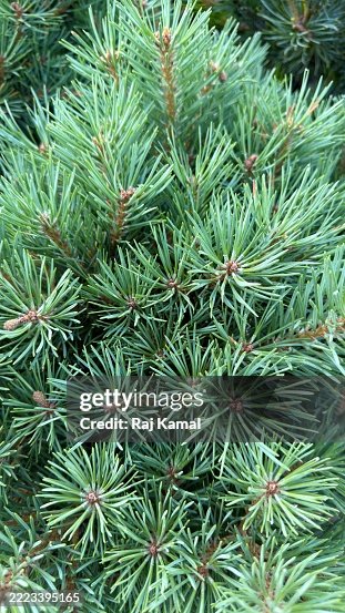 Pin Shrib Scots Pine Shrub In Close Up High-Res Stock Photo - Getty Images