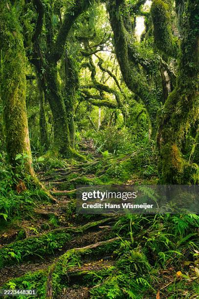 Pathway through mysterious forest with moss-covered trees, ferns and roots