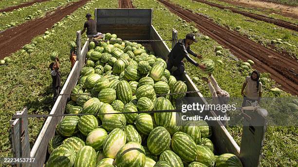 Agricultural workers continue harvesting Diyarbakir watermelons, renowned for their large size and flavor derived from the air of Karacadag and the...