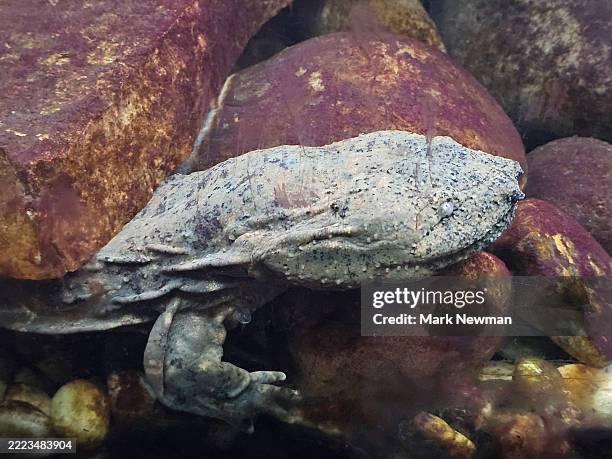 hellbender - hellbender salamander stock pictures, royalty-free photos & images