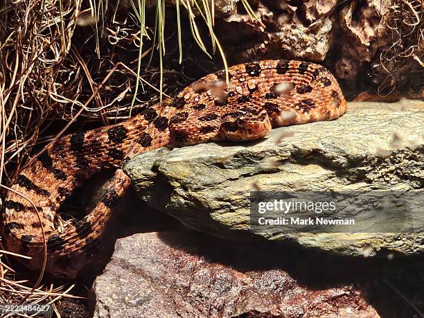 Pygmy Raptors 36 Pygmy Rattlesnake Stock Photos, High-Res Pictures, and Images ...
