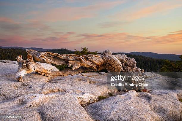 Sentinel Dome Tree 433 Sentinel Dome Stock Photos, High-Res Pictures, and Images - Getty ...
