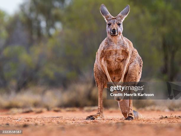 red kangaroo (osphranter rufus) in desert habitat - canguru imagens e fotografias de stock