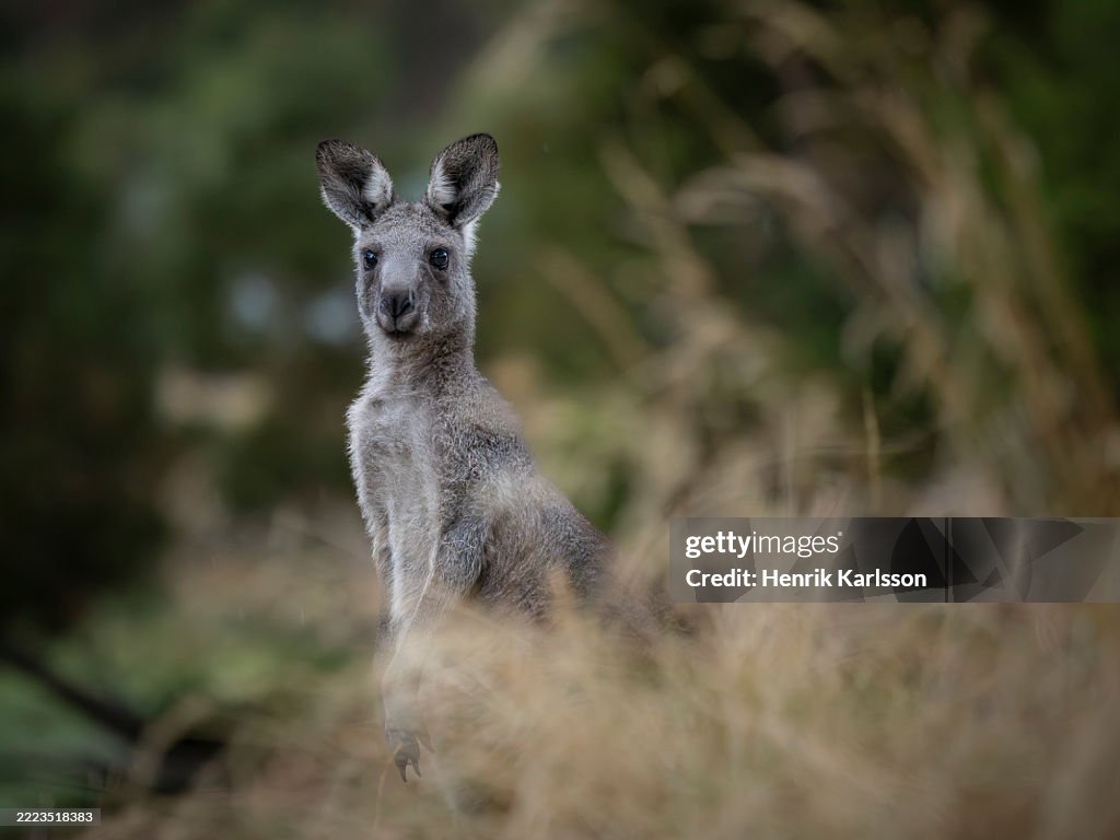 Western grey kangaroo (Macropus fuliginosus) in the bush