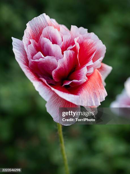Small Ruffled Poppy 1,874 Wood Poppy Stock Photos, High-Res Pictures, and Images - Getty Images