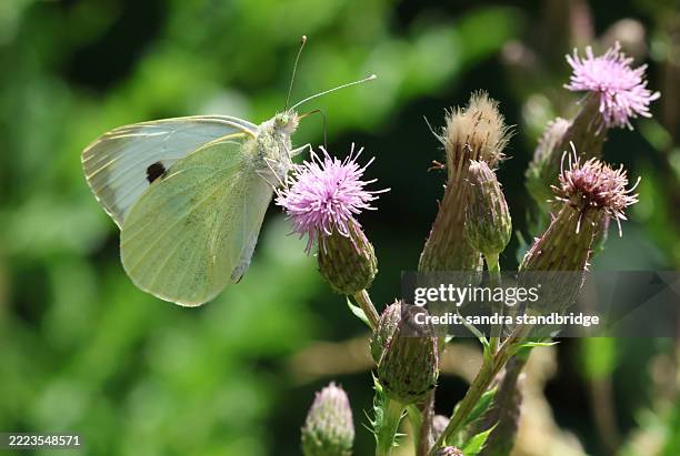 a large white butterfly (pieris brassicae) nectaring on a thistle flower. - pollination stock pictures, royalty-free photos & images