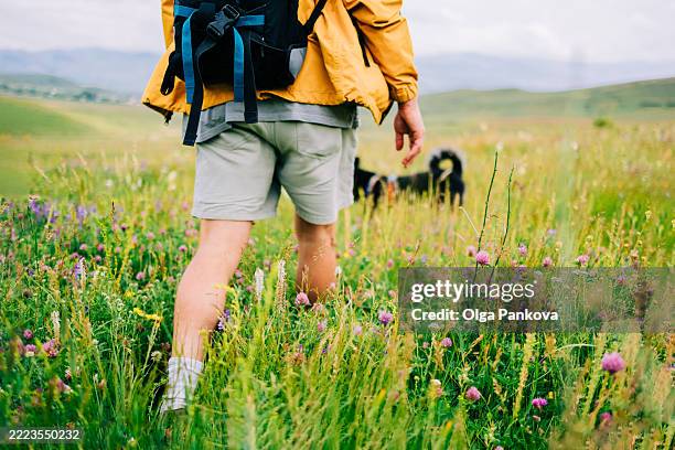 hiker walking with dog in wildflower meadow - dog chasing man stock pictures, royalty-free photos & images