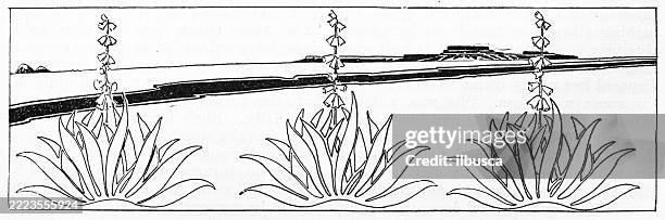 yucca decoration - joshua tree california stock illustrations