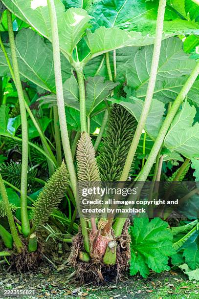 Gunnera Identification 145 Giant Gunnera Stock Photos, High-Res Pictures, and Images - Getty ...