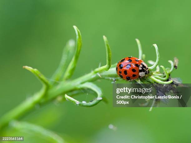 close-up of ladybug on plant,wellesley,massachusetts,united states,usa - joaninha imagens e fotografias de stock