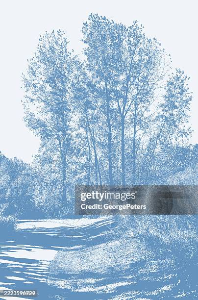 trees and footpath - forest path stock illustrations