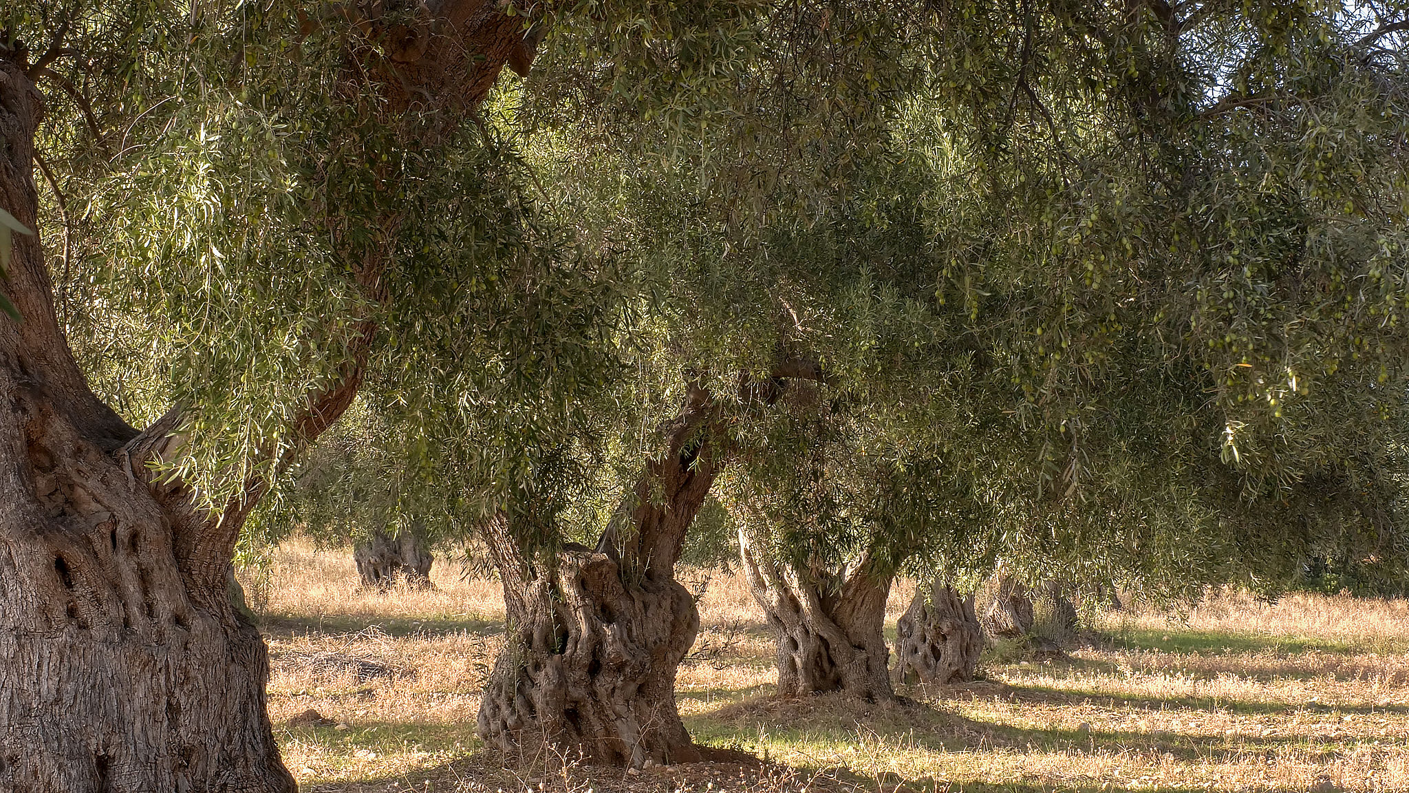 Greek olive oil