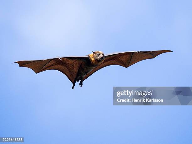 flying grey-headed flying fox (pteropus poliocephalus) - pteropus poliocephalus photos et images de collection