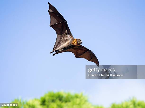 flying grey-headed flying fox (pteropus poliocephalus) - pteropus poliocephalus photos et images de collection