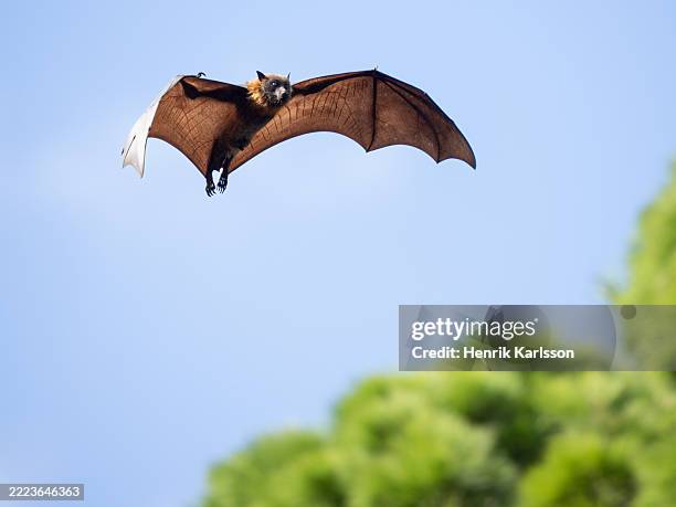 flying grey-headed flying fox (pteropus poliocephalus) - pteropus poliocephalus photos et images de collection
