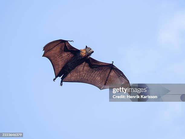 flying grey-headed flying fox (pteropus poliocephalus) - bat animal stock pictures, royalty-free photos & images