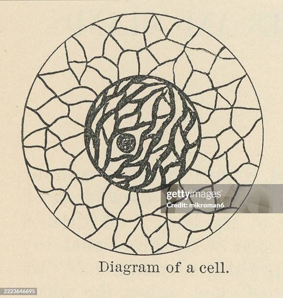 old engraved illustration of diagram of a cell - tissue anatomy stock pictures, royalty-free photos & images