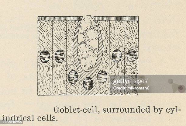 old engraved illustration of goblet cells, specialized epithelial cells that produce and secrete mucus - goblet cell stock pictures, royalty-free photos & images