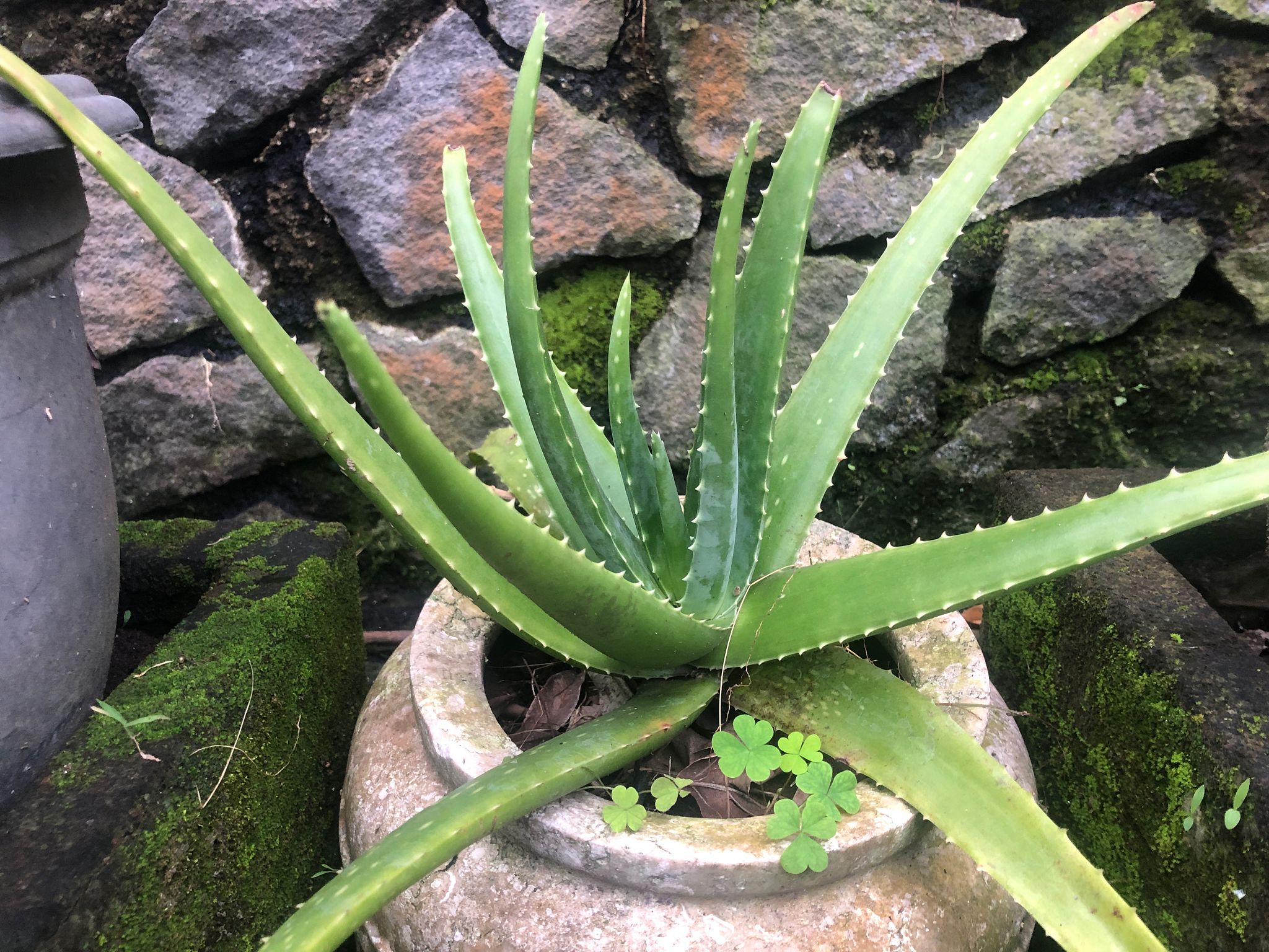 aloe vera