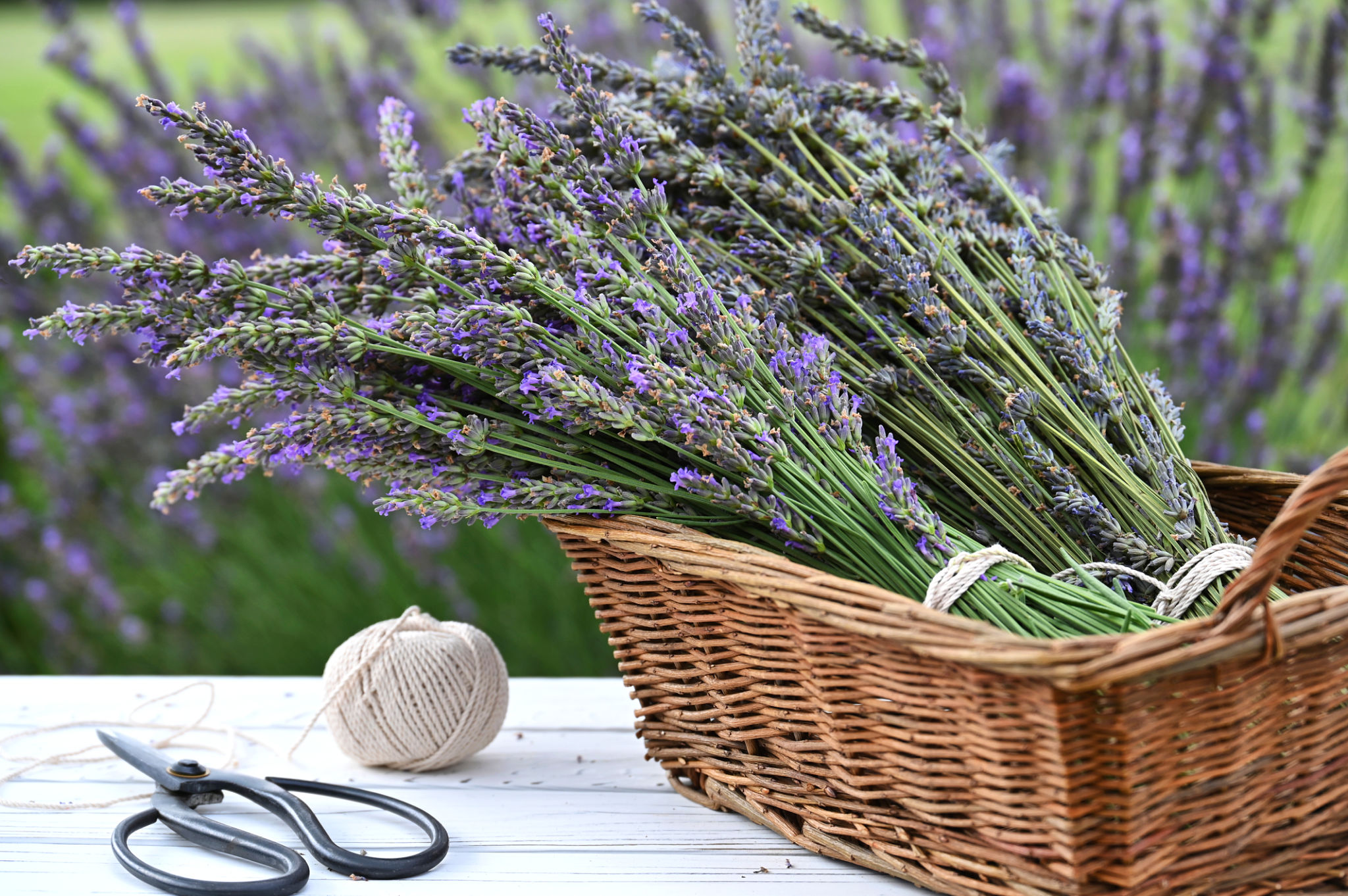 gardening therapy