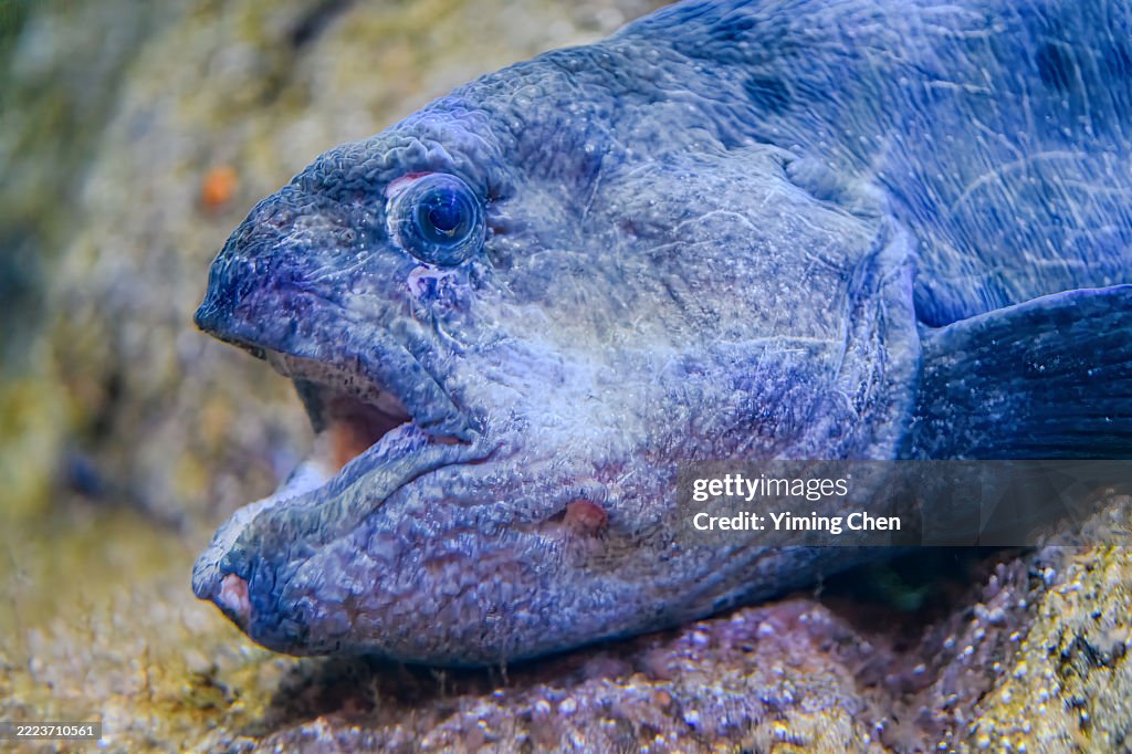 Wolf-eel (Anarrhichthys ocellatus)