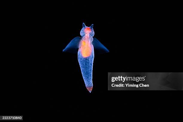 77 Clione Stock Photos, High-Res Pictures, and Images - Getty Images