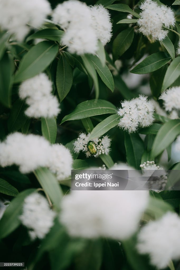 Lemon Myrtle flowers with beetle, Japan