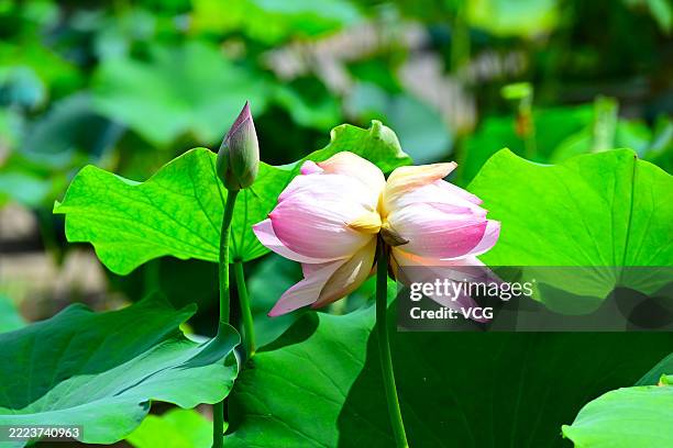 The first twin lotus flower bloom at Lotus Pond Park, known as Lianhuachi Park, on July 5, 2025 in Beijing, China. They grow naturally and cannot be...