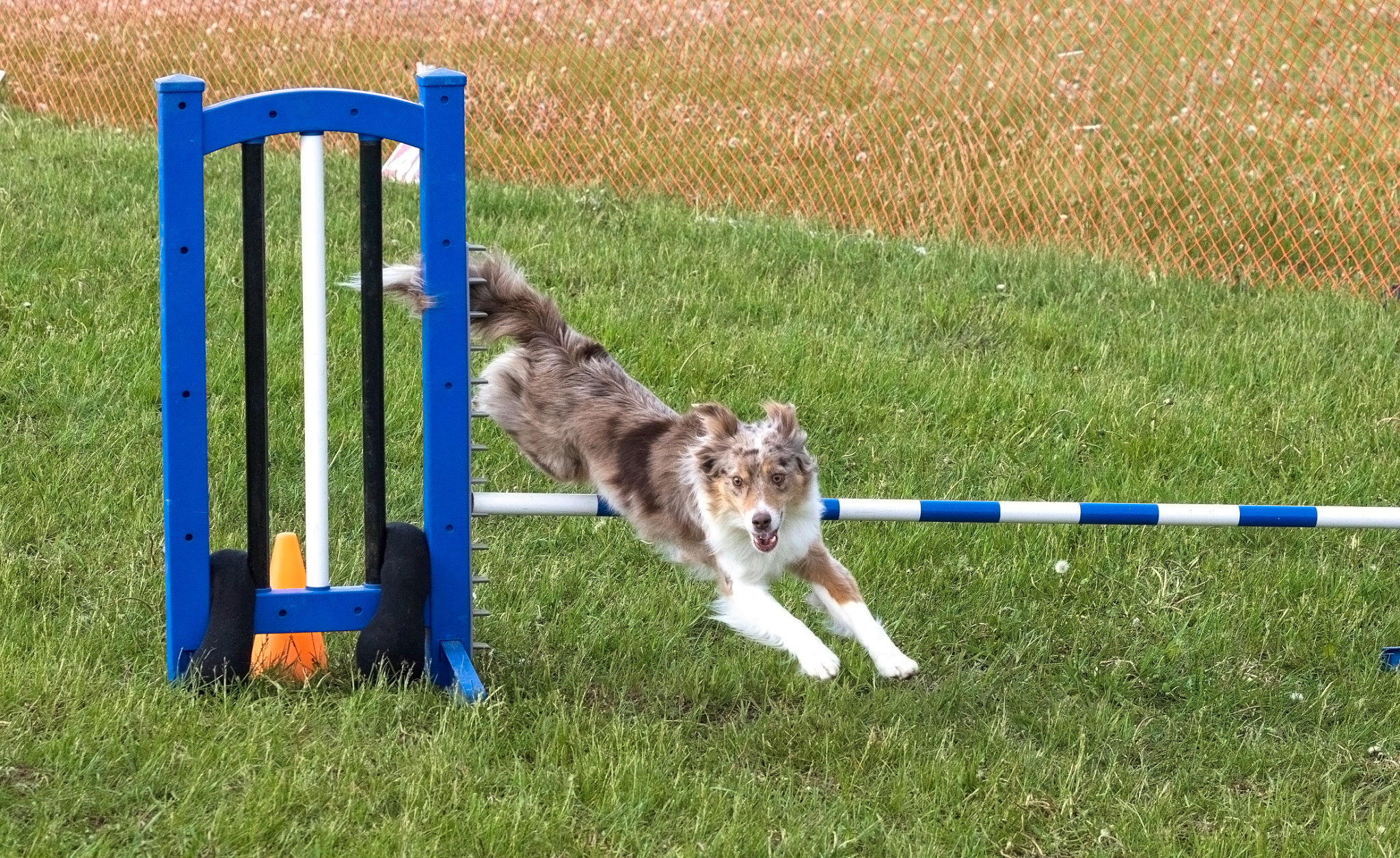 dog agility